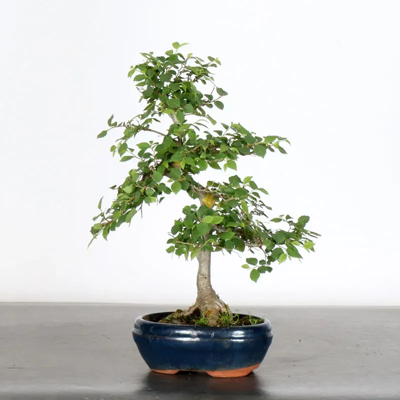 image supplémentaire - Orme de sibérie "ulmus...