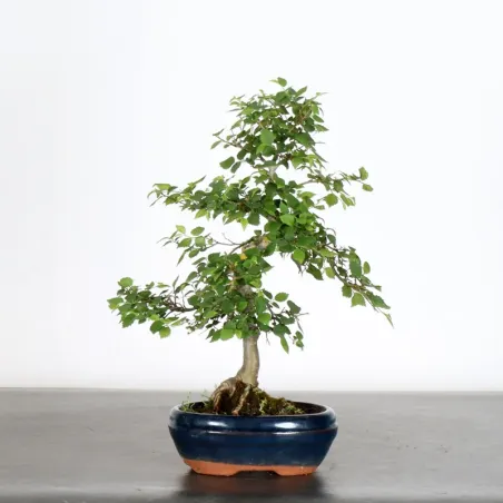 Bonsai Chinese Elm OR-1-1