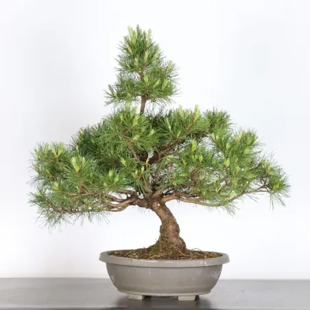 Mugo Bonsai Pine PM-1-11