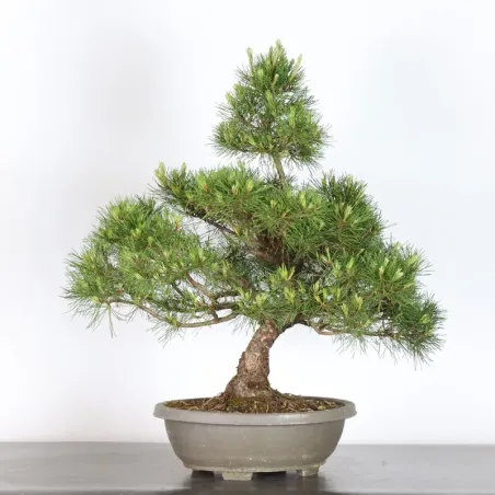 image supplémentaire - BONSAI PINUS MUGO 1-11