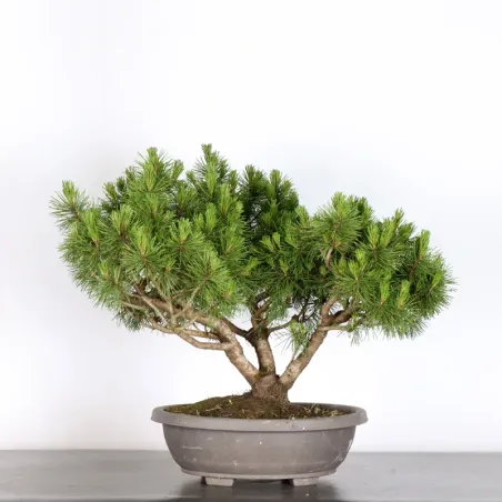 Mugo Bonsai Pine PM-1-12
