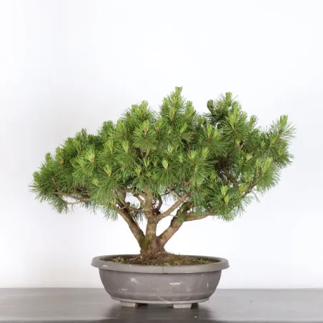image supplémentaire - BONSAI PINUS MUGO 1-12