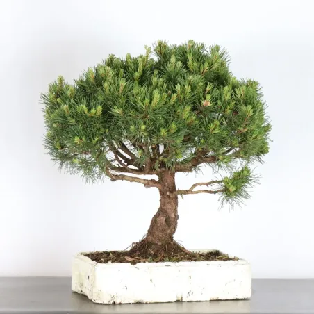 image supplémentaire - BONSAI PINUS MUGO 1-15