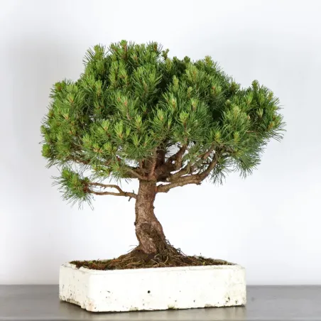 Mugo Bonsai Pine PM-1-15