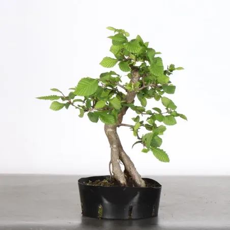image supplémentaire - PREBONSAI CHARME "Carpinus"...