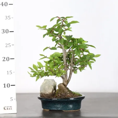 image supplémentaire - CHARME "Carpinus" 3-21