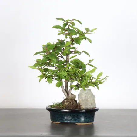 CHARME "Carpinus" 3-21
