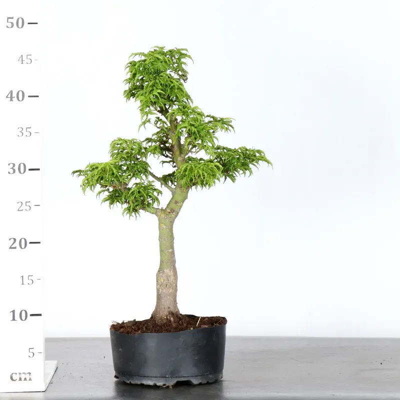 image supplémentaire - prebonsai Érable du japon...