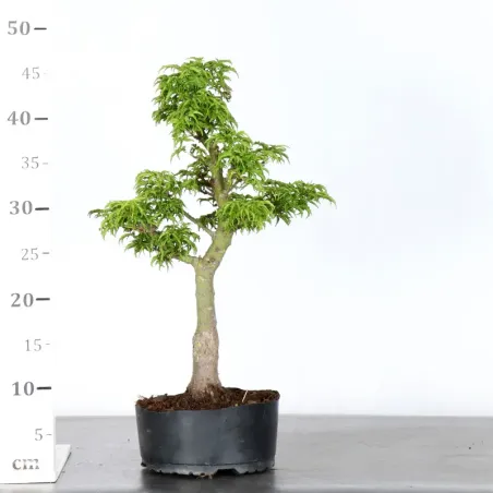 image supplémentaire - prebonsai Érable du japon...