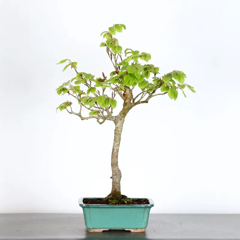 BEECH "FAGUS SYLVATICA" 1-2