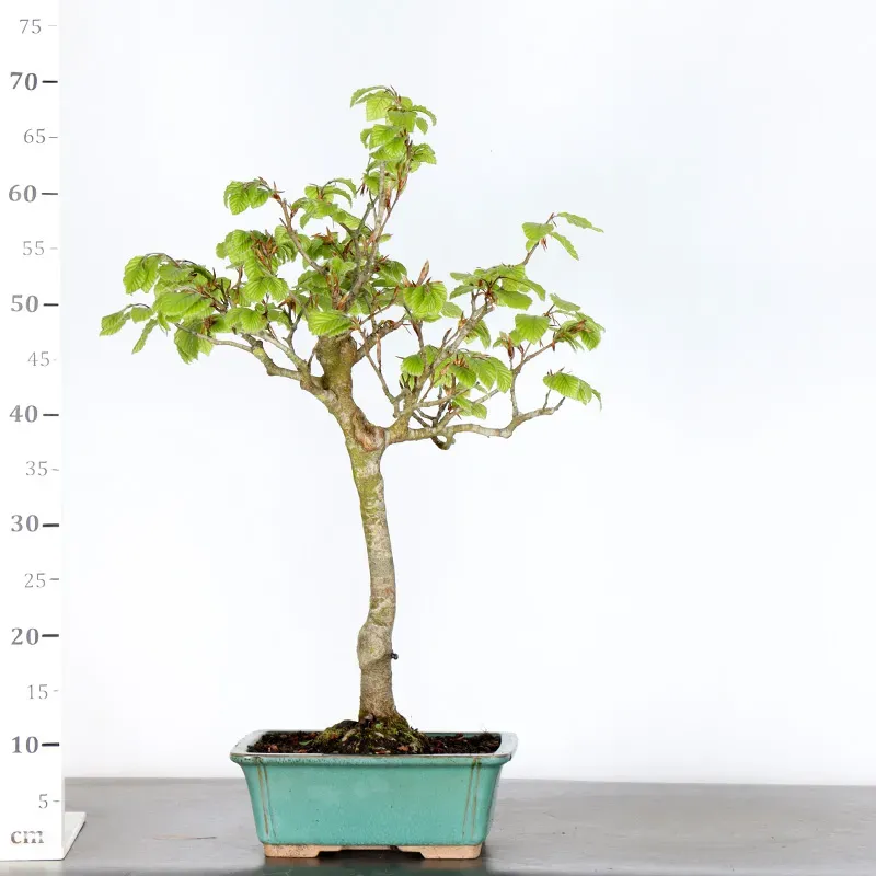 image supplémentaire - BEECH "FAGUS SYLVATICA" 1-2