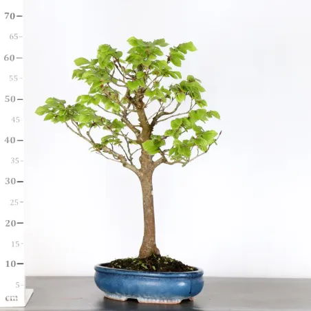 image supplémentaire - BEECH "FAGUS SYLVATICA" 1-3
