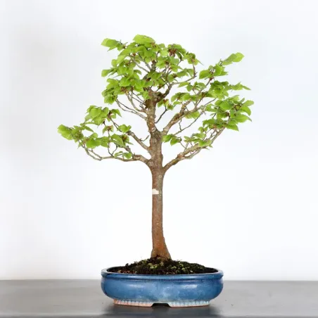 Bonsai Beech H-1-3