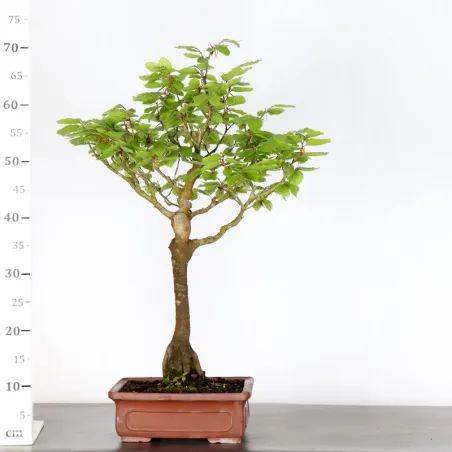 image supplémentaire - BEECH "FAGUS SYLVATICA" 1-4