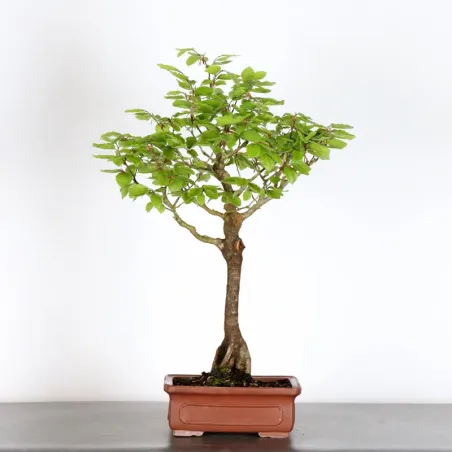 BEECH "FAGUS SYLVATICA" 1-4