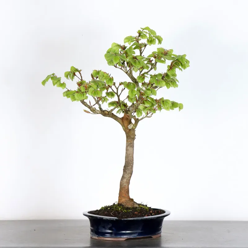 BEECH "FAGUS SYLVATICA" 1-5