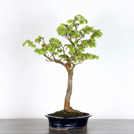 BEECH "FAGUS SYLVATICA" 1-5