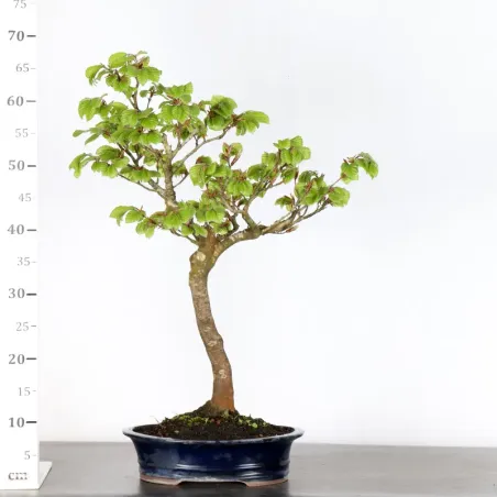 image supplémentaire - BEECH "FAGUS SYLVATICA" 1-5
