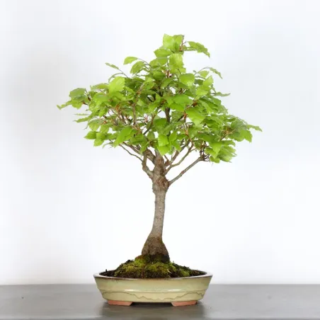 BEECH "FAGUS SYLVATICA" 1-6