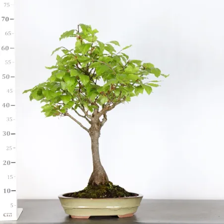 image supplémentaire - BEECH "FAGUS SYLVATICA" 1-6
