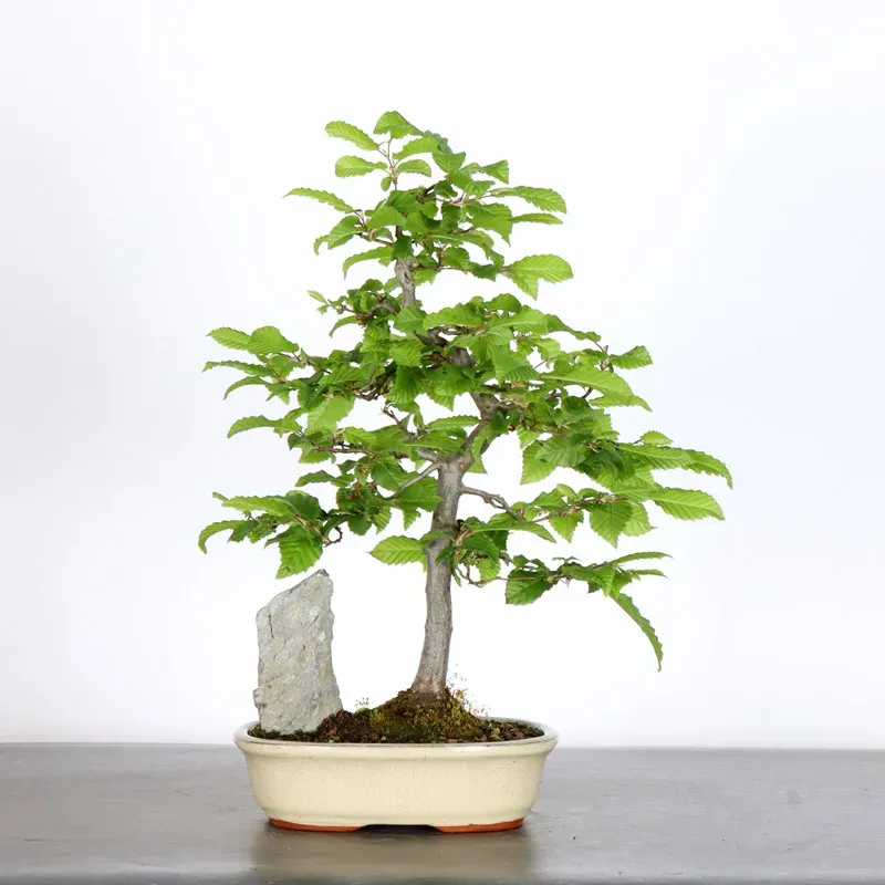image supplémentaire - HORNBEAM "CARPINUS" 2-9