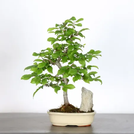 Bonsai Charmes CH-2-9