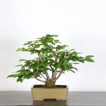 CHARME "Carpinus" 3-11