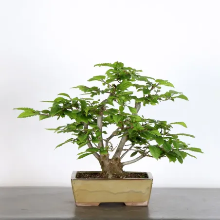 image supplémentaire - CHARME "Carpinus" 3-11