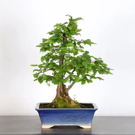 image supplémentaire - CHARME "Carpinus" 3-10