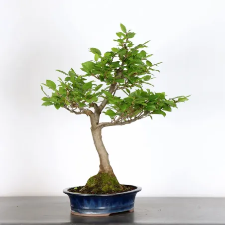 image supplémentaire - HORNBEAM "CARPINUS" 4-1