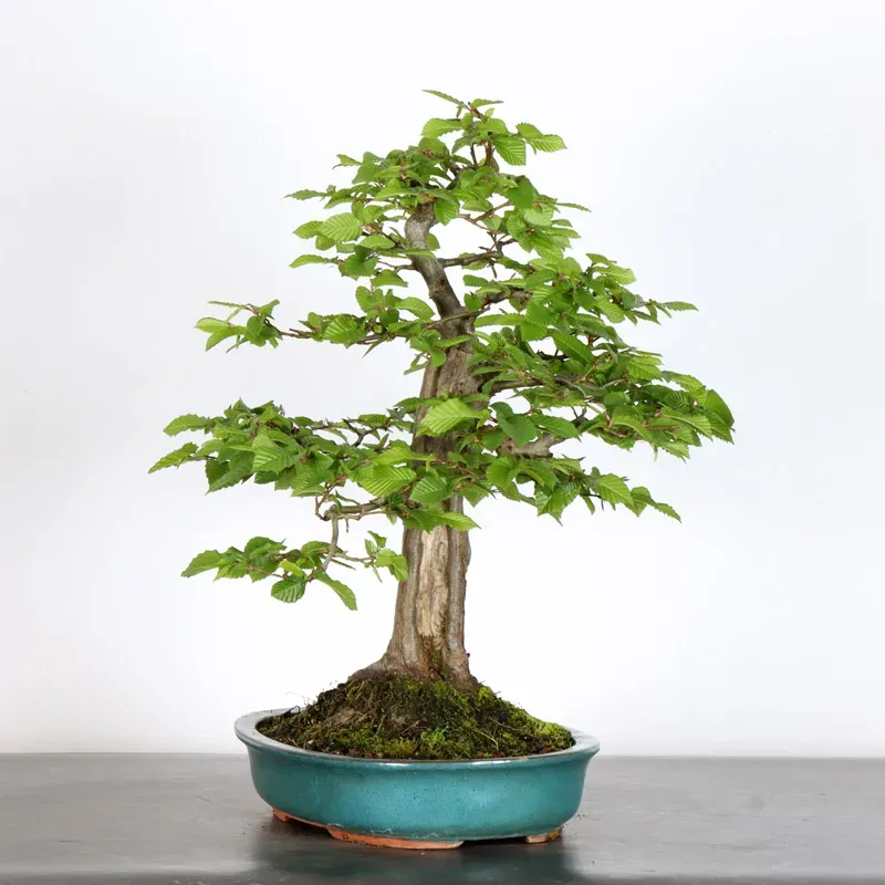 CHARME "Carpinus" 4-15