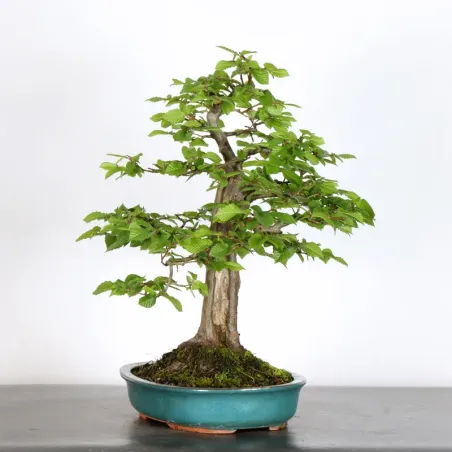 CHARME "Carpinus" 4-15