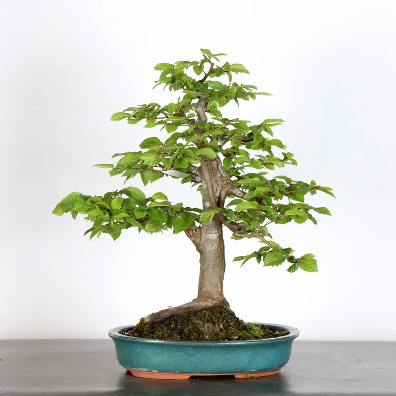 image supplémentaire - CHARME "Carpinus" 4-15