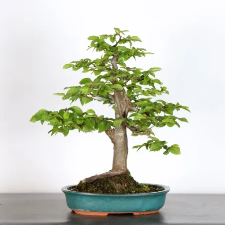 image supplémentaire - CHARME "Carpinus" 4-15