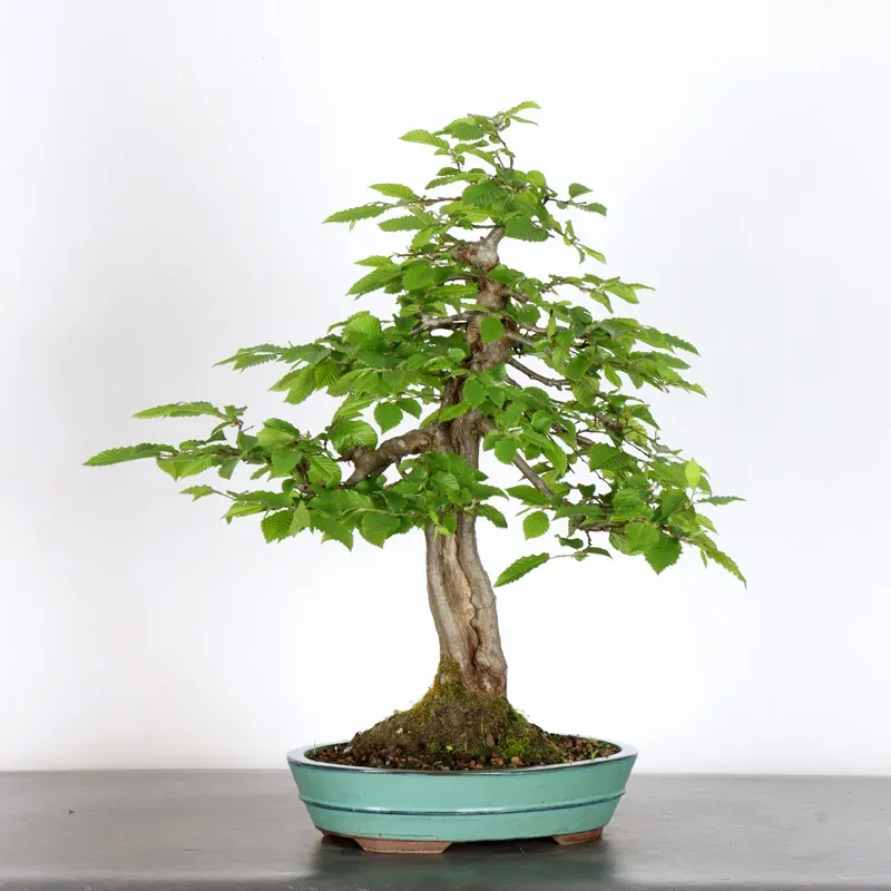 image supplémentaire - CHARME "Carpinus" 4-14