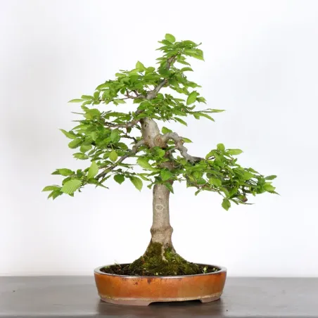 Bonsai Charms CH-2-10