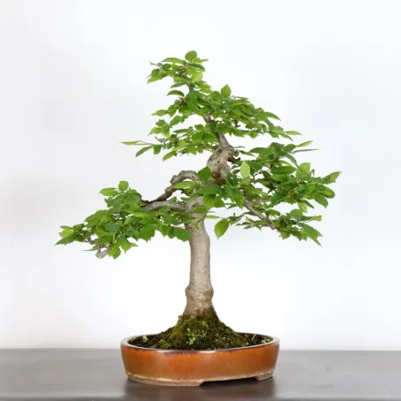 image supplémentaire - HORNBEAM "CARPINUS" 2-10