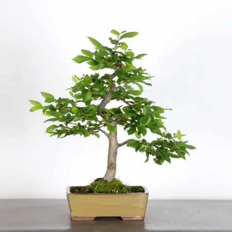 HORNBEAM "CARPINUS" 3-15