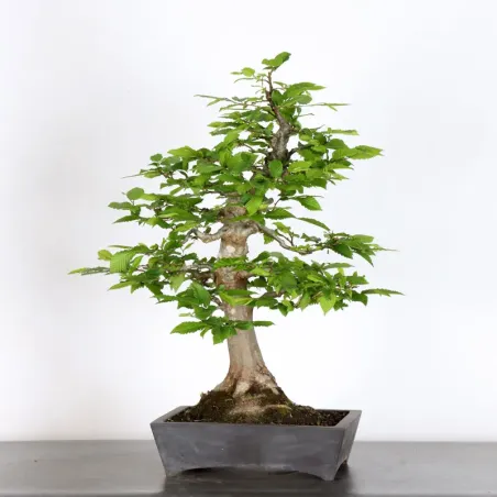 Bonsai Charmes CH-1-8