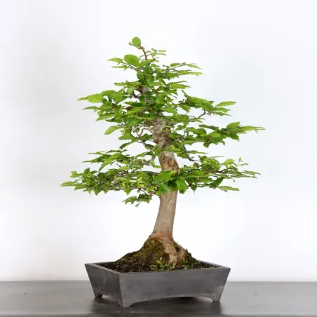 image supplémentaire - HORNBEAM "CARPINUS" 1-8