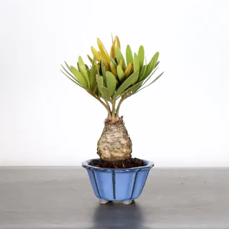 ZAMIA 1-3