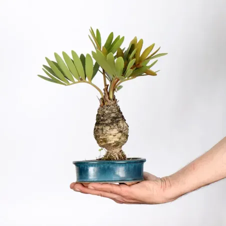 ZAMIA 1-5