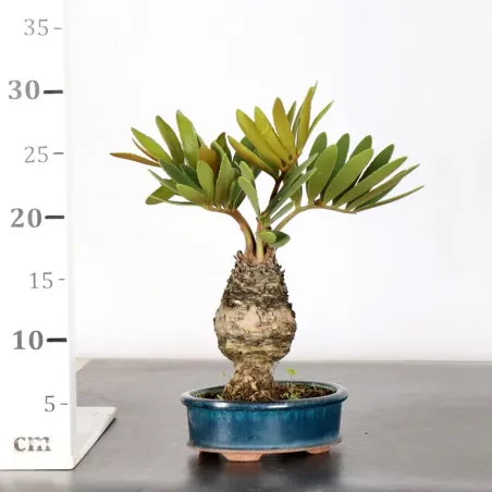 image supplémentaire - ZAMIA 1-5