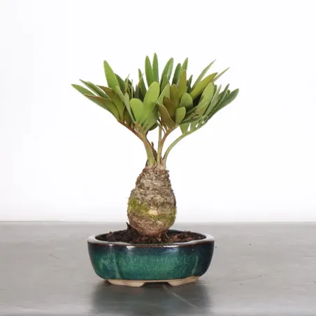 ZAMIA 1-6