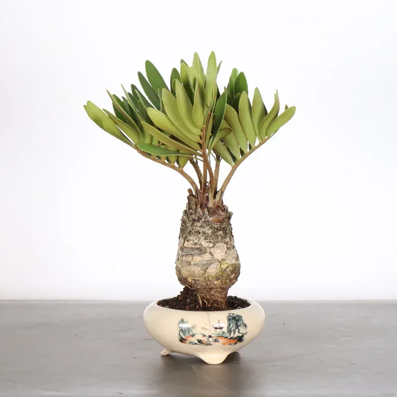 ZAMIA 1-7