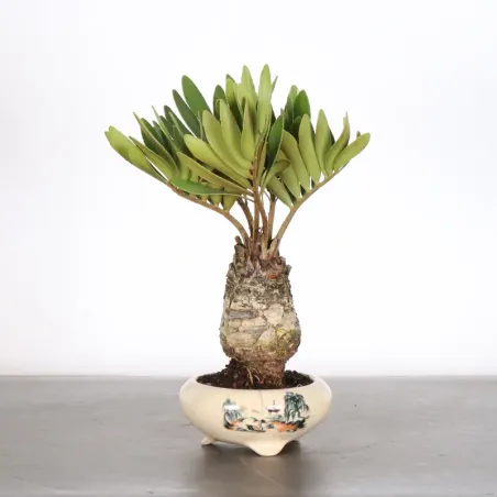 ZAMIA 1-7