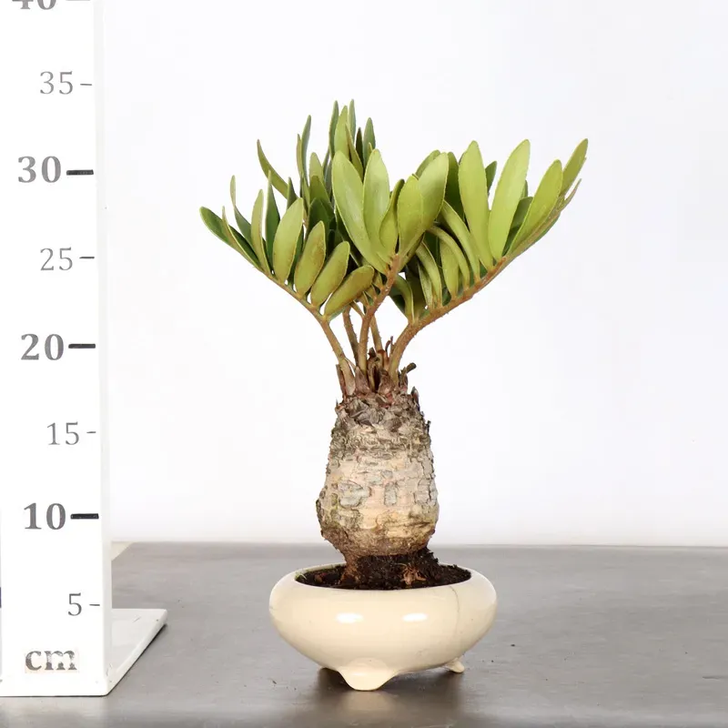 image supplémentaire - ZAMIA 1-7