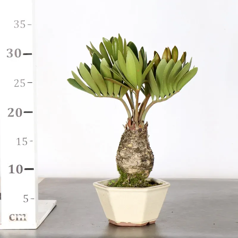 image supplémentaire - ZAMIA 1-9