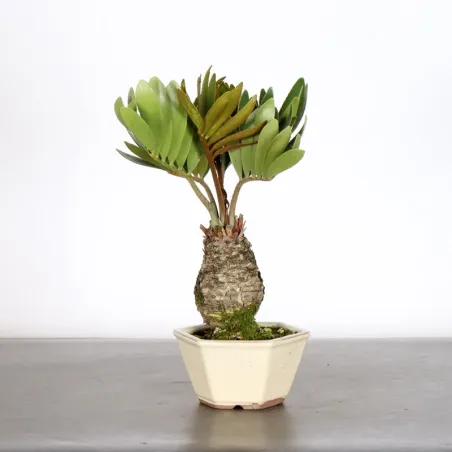 ZAMIA 1-9