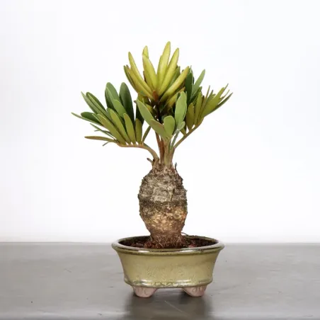ZAMIA 1-11